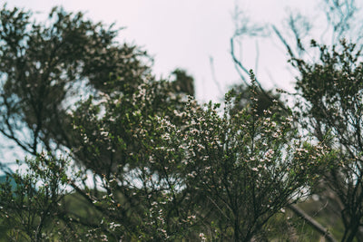Mānuka Tree