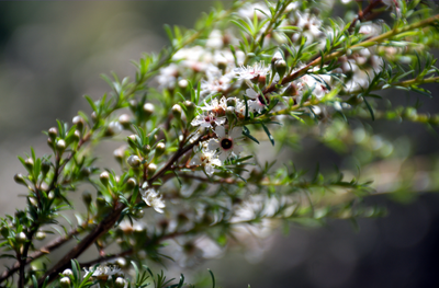The Enigmatic Kānuka and Mānuka Trees of New Zealand: A Dive into Their Differences and Health Benefits